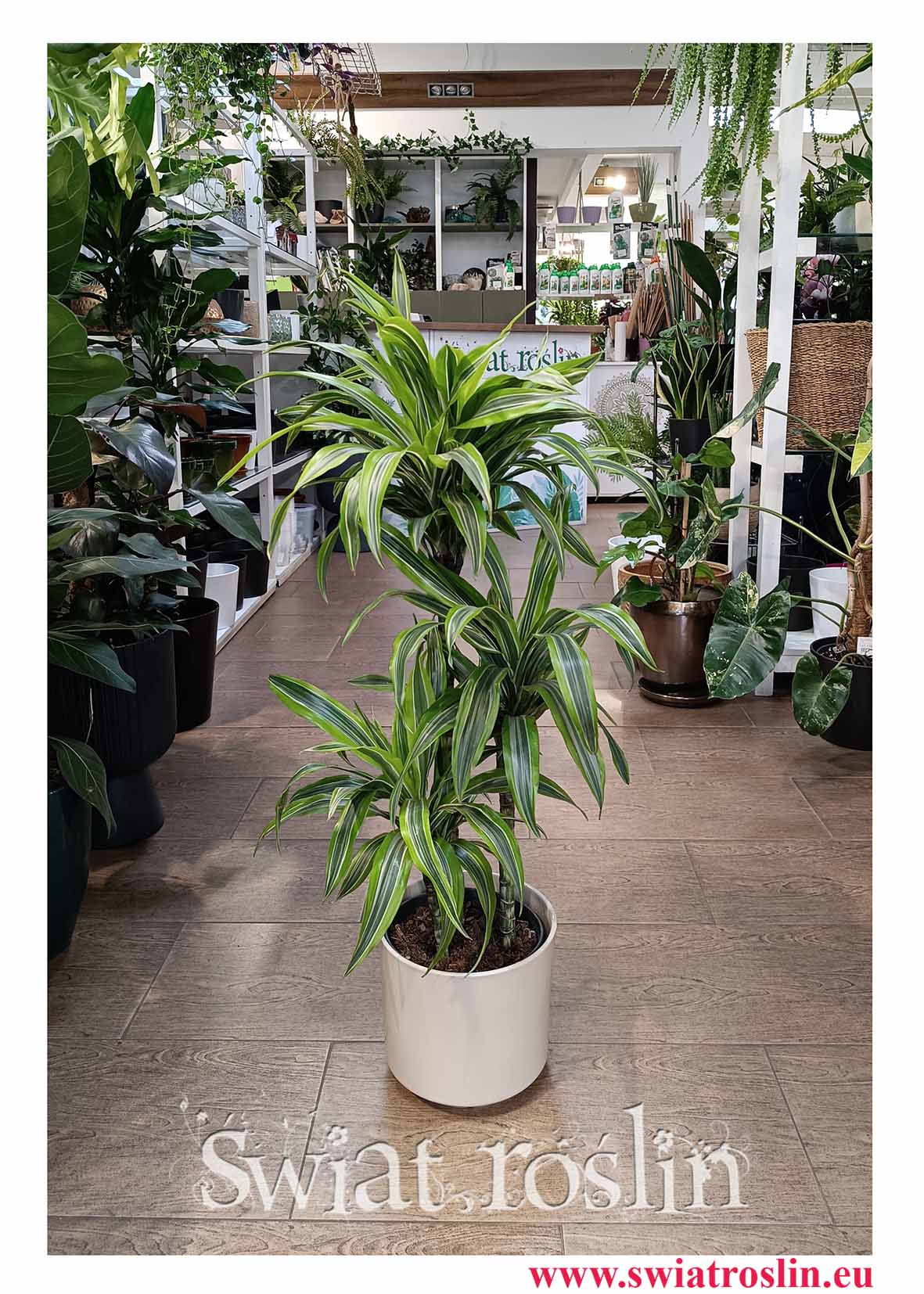 Piękna wielka Dracena Lemon Lime 3 pnie do biura do hotelu do firmy do mieszkania do restauracji do kawiarni do salonu do domu z dostawą online